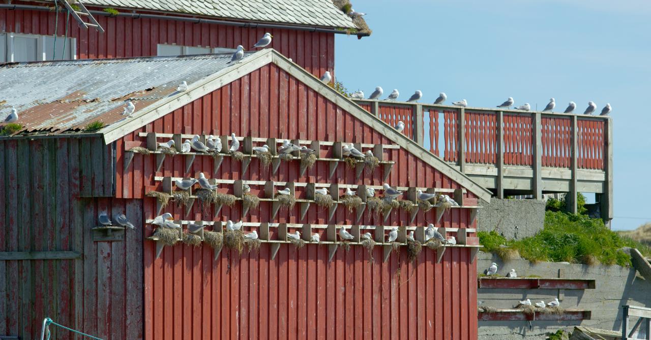 Fiskarheimen Havly, Rost Hotel Exterior foto